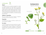 LE PETIT GUIDE DES PLANTES SAUVAGES COMESTIBLES
