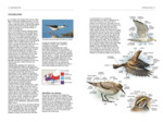 TOUS LES OISEAUX D'EUROPE