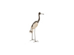 Grand oiseau plumes blanches