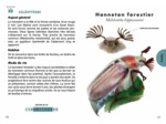 LE PETIT GUIDE DES INSECTES