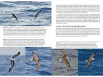 GUIDE PHOTO DES OISEAUX MARINS DU MONDE - IDENTIFIER TOUTES LES ESPECES PELAGIQUES