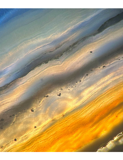 Photomicrographie Laurette SAUVAIN