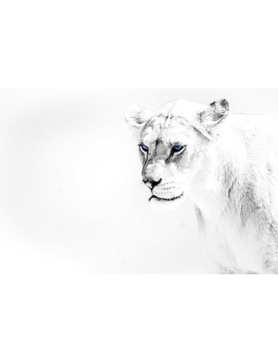 Portrait de lionne