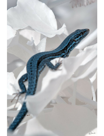 Le lézard bleu