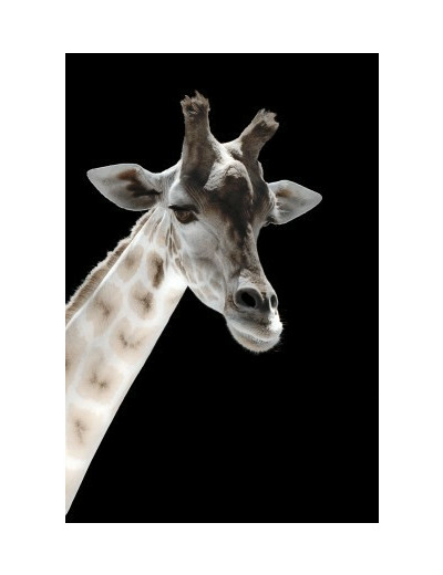 Portrait de girafe