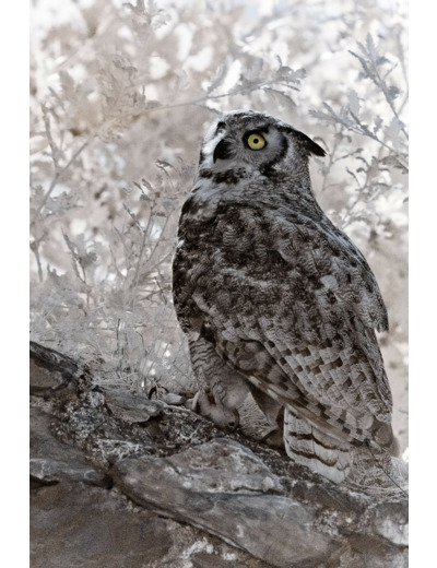 Grand Duc