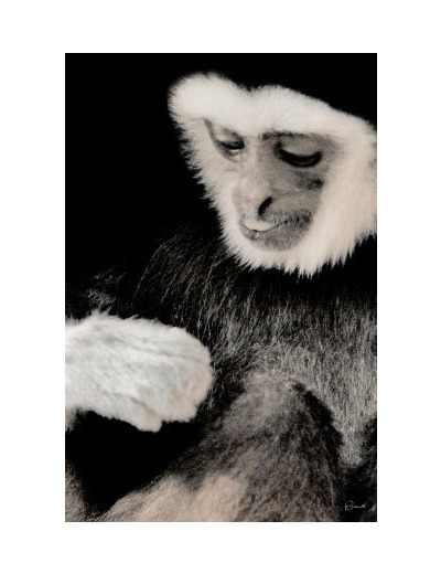 Gibbon 01