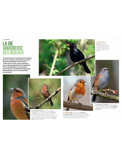 LA FORET EN BORD DE CHEMIN