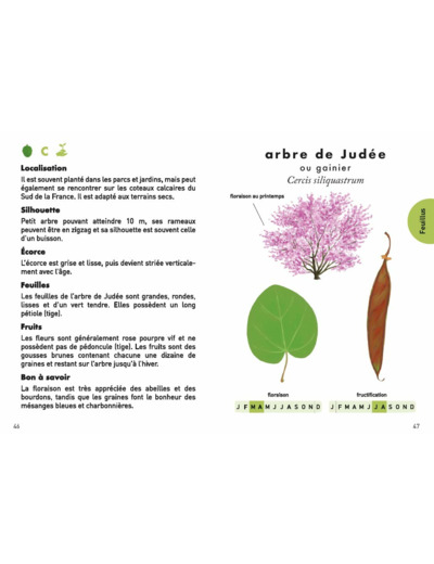 LE PETIT GUIDE DES ARBRES - 70 ESPECES A DECOUVRIR