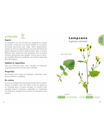 LE PETIT GUIDE DES PLANTES SAUVAGES COMESTIBLES