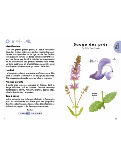 LE PETIT GUIDE DES FLEURS SAUVAGES