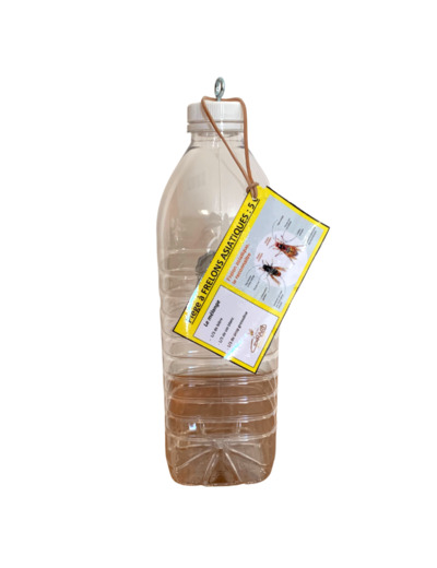 Piège à frelons asiatiques