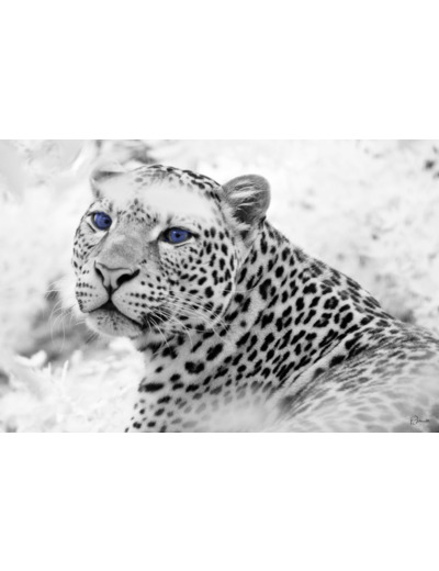 Portrait de guépard