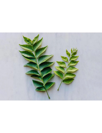 Feuilles de curry frais Kaloupilé