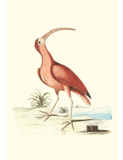 CARNET - RECUEIL DE DIVERS OISEAUX