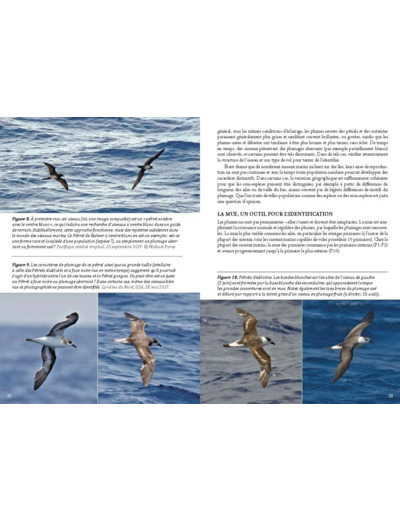 GUIDE PHOTO DES OISEAUX MARINS DU MONDE - IDENTIFIER TOUTES LES ESPECES PELAGIQUES